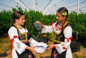 Degustacije, takmičenja i nagrade na trećim „Danima borovnice Prnjavor“